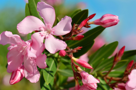 Bild-Nr: 11163766 Oleander Erstellt von: Atteloi