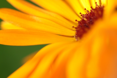 Bild-Nr: 11167156 Ringelblume Calendula officinalis Erstellt von: Renate Knapp