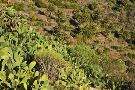 Bild-Nr: 11173768 Kakteen und Palmen bei Masca - Teneriffa Erstellt von: Anja Schäfer