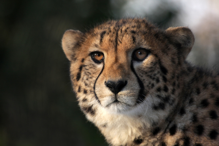 Bild-Nr: 11173874 Gepard Erstellt von: Boersenfuchs