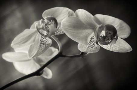 Bild-Nr: 11175082 Orchidee Erstellt von: TanteSnu