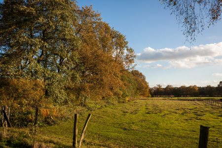 Bild-Nr: 11178364 Bäume im Herbst Erstellt von: Gilidhor