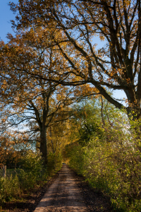 Bild-Nr: 11178370 Bäume im Herbst Erstellt von: Gilidhor