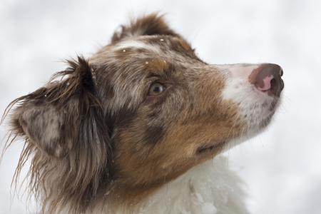 Bild-Nr: 11178628 Ein treuer Hundeblick Erstellt von: EderHans