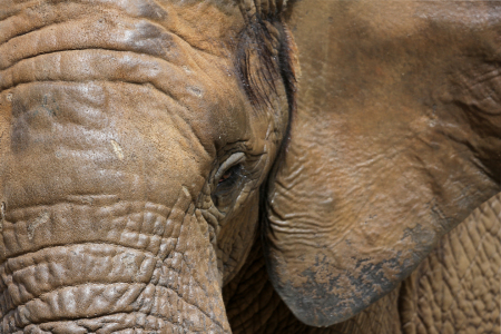 Bild-Nr: 11180816 Elefant-Hintergrund Erstellt von: Marcel Schauer