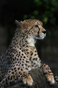 Bild-Nr: 11181152 Gepard Erstellt von: Boersenfuchs