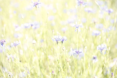 Bild-Nr: 11181172 Kornblume Centaurea cyanus Erstellt von: Renate Knapp
