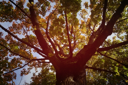 Bild-Nr: 11183722 Baum Erstellt von: Leddermann