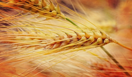 Bild-Nr: 11183944 Cereals Erstellt von: youhaveadream