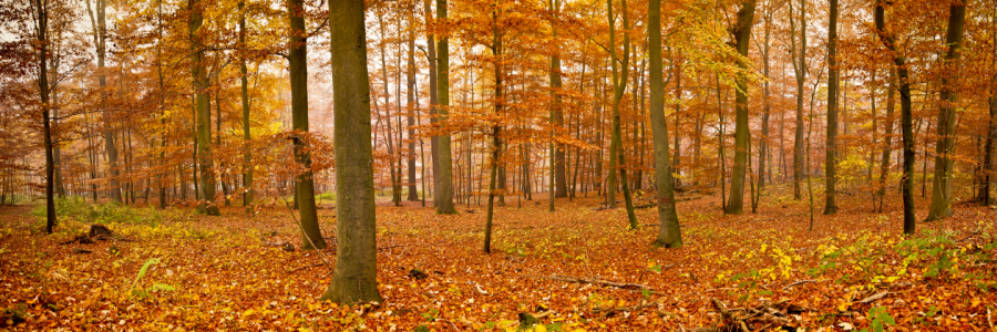 Bild-Nr: 11189382 Herbstwald Erstellt von: Armin Redöhl