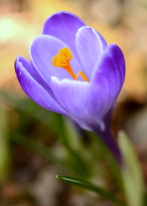 Bild-Nr: 11190028 Krokus Erstellt von: GUGIGEI