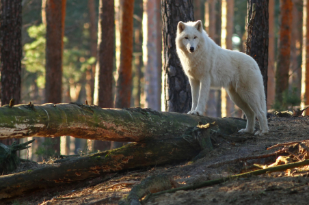 Bild-Nr: 11191110  Der Polarwolf oder Weißwolf - Canis lupus arctos  Erstellt von: WildlifePhotography