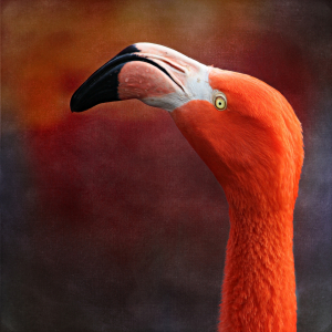 Bild-Nr: 11192644 Flamingo Erstellt von: Heike Hultsch