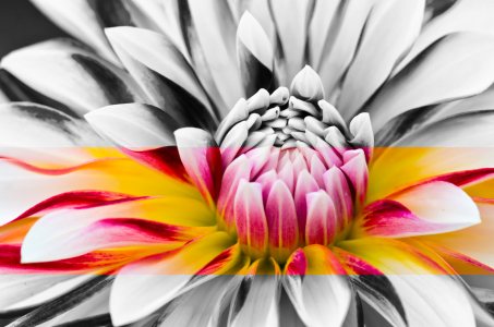 Bild-Nr: 11193190 Dahlia Erstellt von: Steffen Gierok