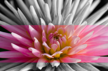 Bild-Nr: 11193198 Dahlia Erstellt von: Steffen Gierok