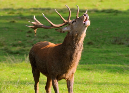 Bild-Nr: 11195080 Platzhirsch Erstellt von: VOLKER60