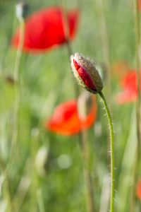 Bild-Nr: 11195722 New Poppy Life Erstellt von: TomKli