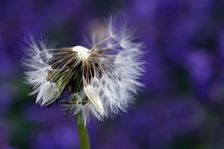 Bild-Nr: 11197474 Pusteblume Erstellt von: Renate Knapp