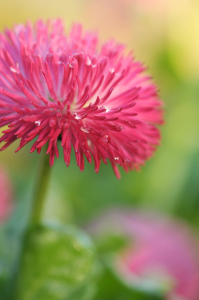 Bild-Nr: 11203584 Bellis Erstellt von: Susann Mielke