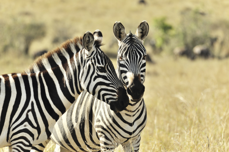 Bild-Nr: 11204958 Zebras beim Flirt Erstellt von: KundenNr-160338