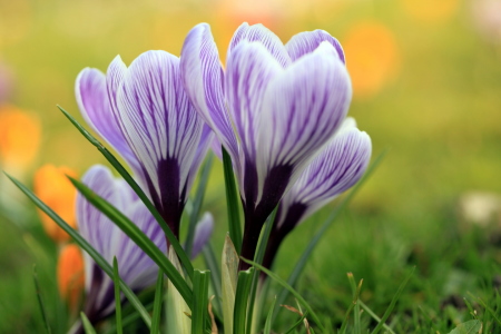 Bild-Nr: 11205554 Frühlings-Krokus Crocus vernus ssp. albiflorus Erstellt von: Renate Knapp