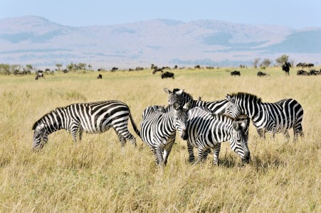 Bild-Nr: 11205632 Zebraherde Erstellt von: KundenNr-160338