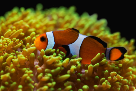 Bild-Nr: 11205778 Falscher Clownfisch - Amphiprion ocellaris Erstellt von: Thomas Herzog