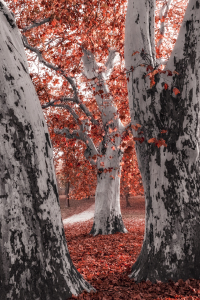 Bild-Nr: 11205834 Herbst II. Erstellt von: martend