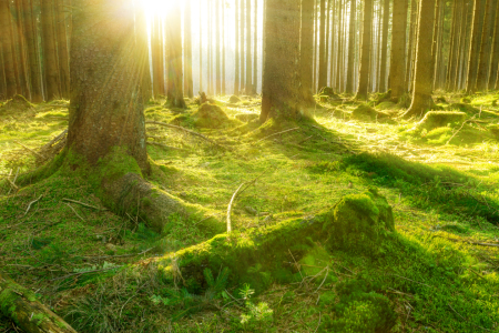 Bild-Nr: 11205906 Märchenwälder Erstellt von: Oliver Henze