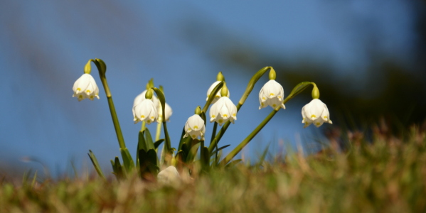 Bild-Nr: 11206408 Frühlingsknotenblume Erstellt von: GUGIGEI