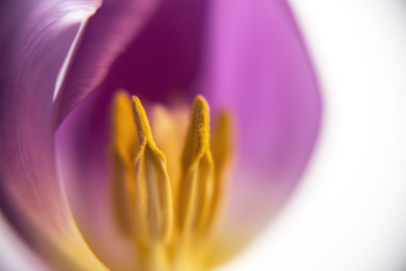Bild-Nr: 11208430 Tulpe. Erstellt von: Limart