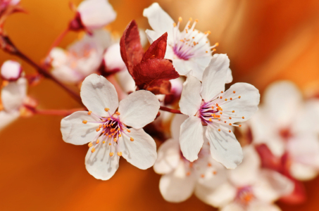 Bild-Nr: 11208618 Frühlingsblüte  Erstellt von: Atteloi