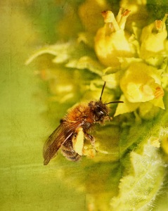 Bild-Nr: 11209366 Apis mellifera Erstellt von: youhaveadream