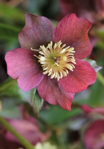 Bild-Nr: 11210242 ~ Christrose ~  Erstellt von: SusaZoom