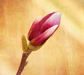 Bild-Nr: 11210874 Magnolia Erstellt von: youhaveadream
