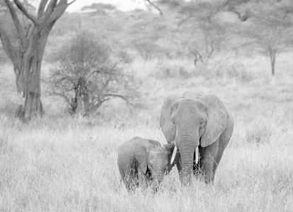 Bild-Nr: 11212952 Elefantenmutter mit Baby  Erstellt von: AndreaHergersberg