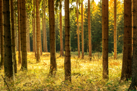 Bild-Nr: 11213518 Wälder im Herbst Erstellt von: Oliver Henze