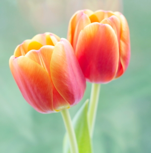 Bild-Nr: 11213548 Tulpen Erstellt von: Elvira Seiler