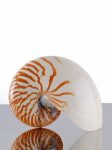 Bild-Nr: 11213696 Nautilus Erstellt von: Rolf Eschbach