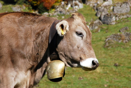 Bild-Nr: 11213938 no-name-cow Erstellt von: GUGIGEI