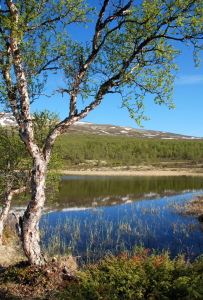 Bild-Nr: 11214712 Dovrefjell Erstellt von: GUGIGEI