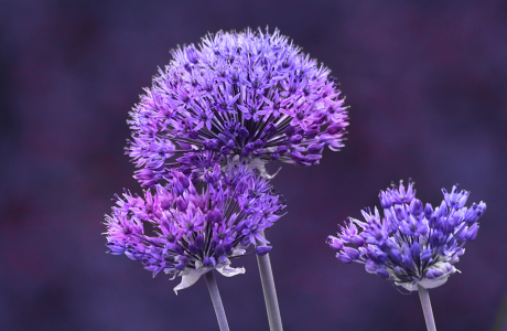 Bild-Nr: 11215556 Zierlauch Allium caeruleum Erstellt von: Renate Knapp