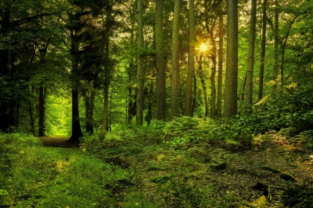 Bild-Nr: 11215692 Waldspaziergang in der Abendsonne Erstellt von: Heike Langenkamp