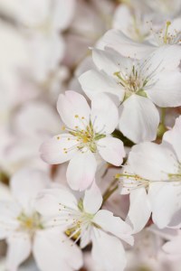 Bild-Nr: 11217930 Frühling Erstellt von: Heike  Hultsch