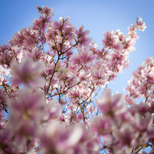 Bild-Nr: 11218026 Magnolienbaum in voller Blüte Erstellt von: janschuler