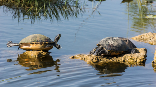 Bild-Nr: 11218952 Acrobatic Turtles Erstellt von: with-your-eyes