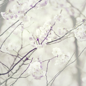 Bild-Nr: 11219396 Sakura III Erstellt von: Ramen