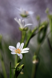 Bild-Nr: 11219656 Sternmiere, Stellaria holostea Erstellt von: Renate Knapp