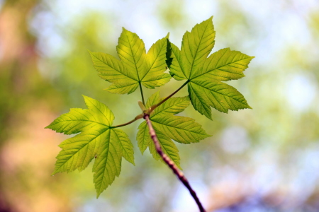 Bild-Nr: 11219670 Ahornblatt Acer platanoides Erstellt von: Renate Knapp