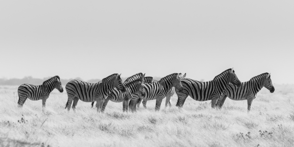 Bild-Nr: 11220080 Neun Zebras Erstellt von: Frank Walter